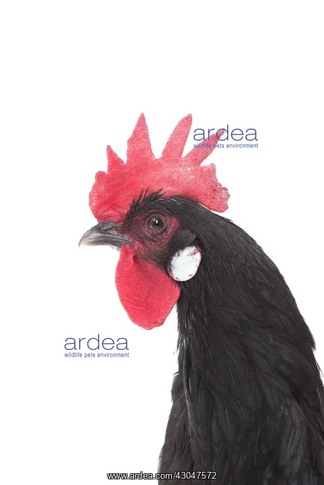  : Castillane Chicken
