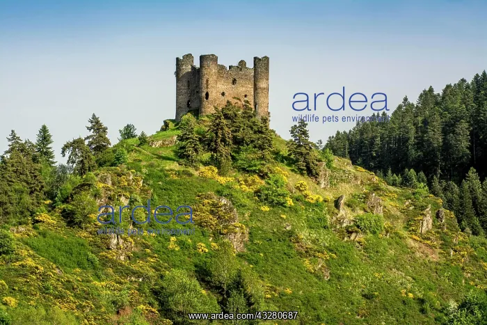 : Castle of Alleuze, Truyere valley, Cantal department : Castle of Alleuze, Truyere valley, Cantal department