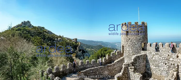 : Castle Castelo dos Mouros, cultural landscape Sintra : Castle Castelo dos Mouros, cultural landscape Sintra