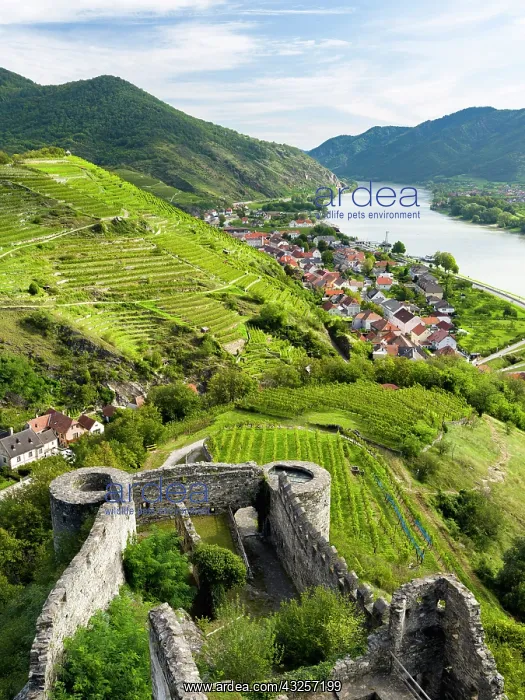 : Castle ruin Hinterhaus. Historic village Spitz located : Castle ruin Hinterhaus. Historic village Spitz located