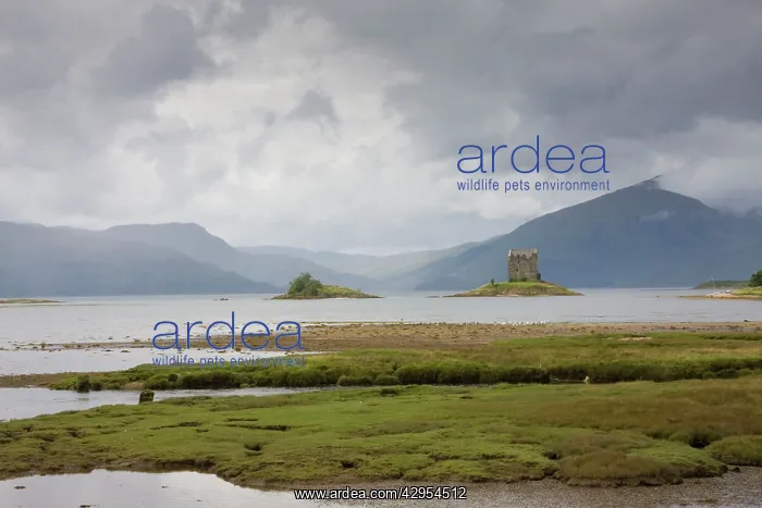 : Castle Stalker - atmospheric landscape in the Scottish : Castle Stalker - atmospheric landscape in the Scottish