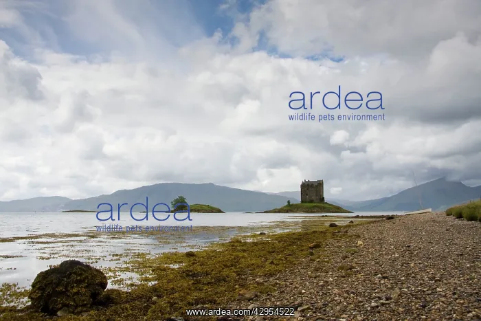 : Castle Stalker - atmospheric landscape in the Scottish : Castle Stalker - atmospheric landscape in the Scottish