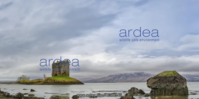 : Castle Stalker, Loch Linnhe, Port Appin, Highlands : Castle Stalker, Loch Linnhe, Port Appin, Highlands
