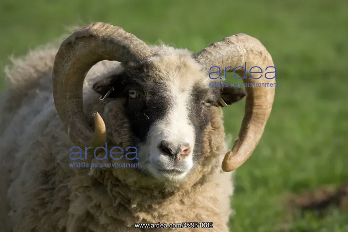 : Castlemilk Moorit ram at Cotswold Farm Park : Castlemilk Moorit ram at Cotswold Farm Park