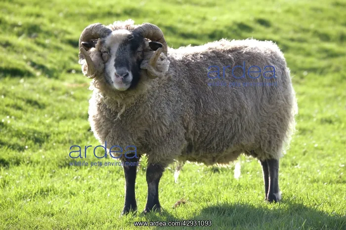 : Castlemilk Moorit ram at Cotswold Farm Park : Castlemilk Moorit ram at Cotswold Farm Park