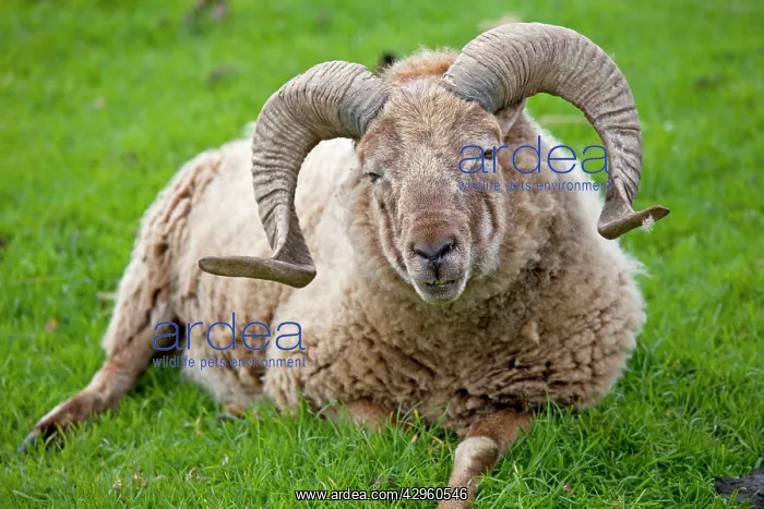 : Castlemilk Morrit ram sheep : Castlemilk Morrit ram sheep