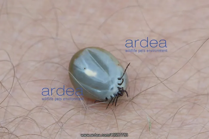 : Castor Bean Tick : Castor Bean Tick