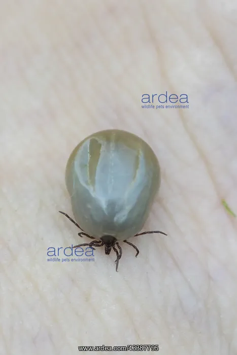 : Castor Bean Tick : Castor Bean Tick
