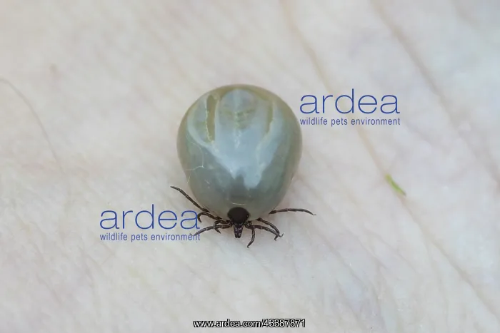 : Castor Bean Tick : Castor Bean Tick