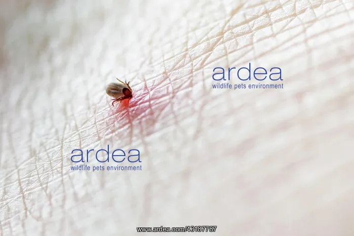 : Castor Bean Tick (Ixodes ricinus), tick on human : Castor Bean Tick (Ixodes ricinus), tick on human