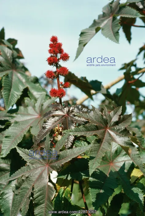 : CASTOR OIL PLANT : CASTOR OIL PLANT
