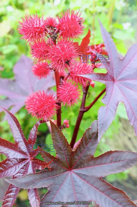 : Castor Oil plant, Ricinus communis, Close up of red coloured : Castor Oil plant, Ricinus communis, Close up of red coloured