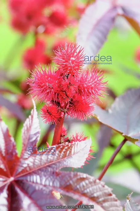 : Castor Oil plant, Ricinus communis, Close up of red coloured : Castor Oil plant, Ricinus communis, Close up of red coloured