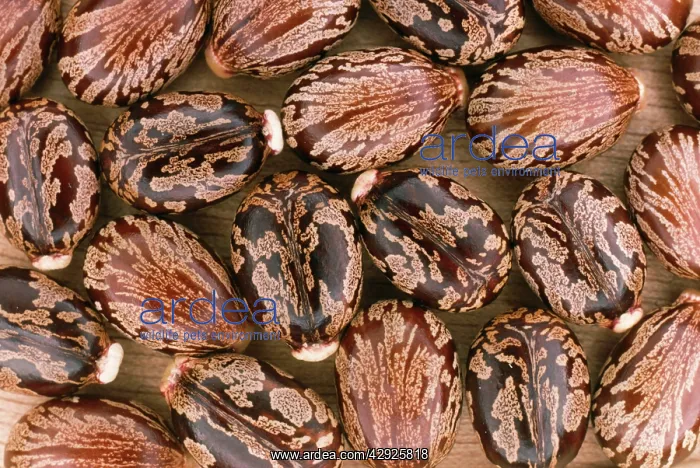 : CASTOR OIL SEEDS : CASTOR OIL SEEDS