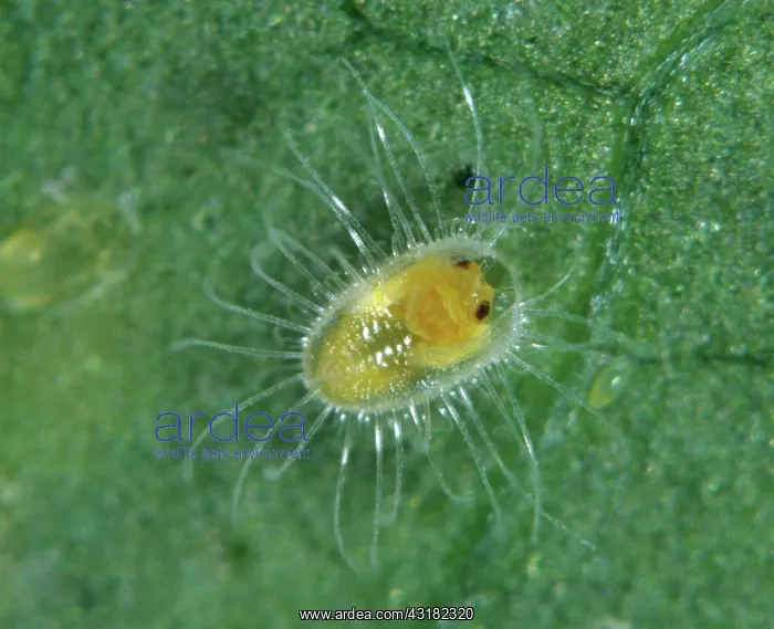  : Castor whitefly adult emerging from pupa
