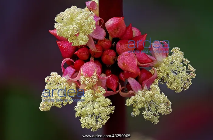 : Castorbean (Ricinus communis) flowering in clos : Castorbean (Ricinus communis) flowering in clos
