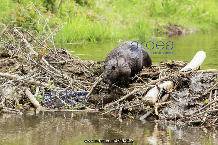 : Castoreum (Castor fiber canadensis), Forillon national : Castoreum (Castor fiber canadensis), Forillon national