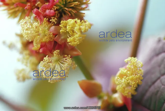 : Castoroilplant : Castoroilplant