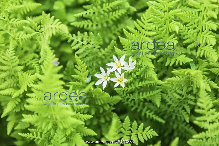 : Castroville, Texas, USA. Ferns in the Texas Hill Country : Castroville, Texas, USA. Ferns in the Texas Hill Country