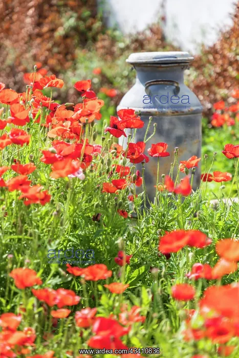 : Castroville, Texas, USA. Old milk jug in poppies : Castroville, Texas, USA. Old milk jug in poppies