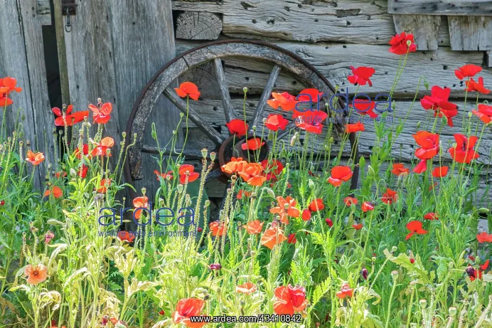  : Castroville, Texas, USA. Poppies and historic buildings