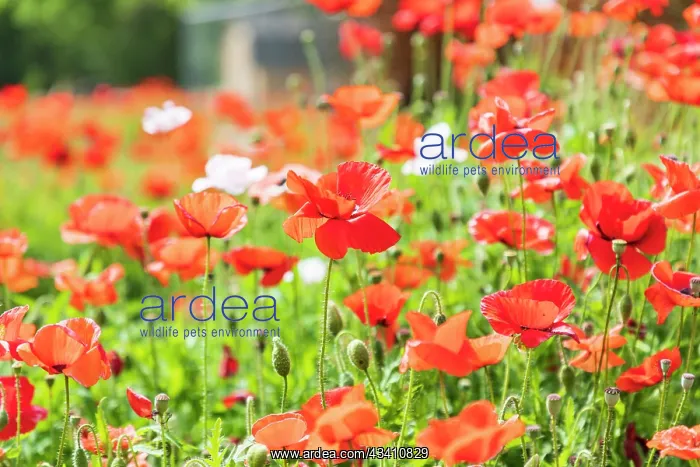 : Castroville, Texas, USA. Wild poppies in the Texas : Castroville, Texas, USA. Wild poppies in the Texas