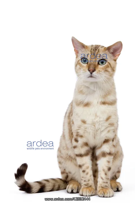  : Cat - 1 year old Bengal Seal Mink Snow