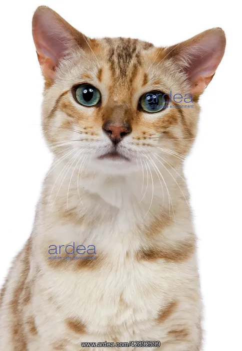 : Cat - 1 year old Bengal Seal Mink Snow