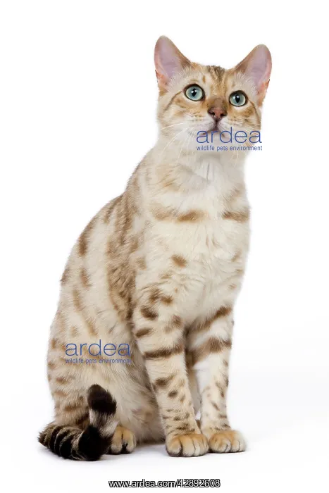  : Cat - 1 year old Bengal Seal Mink Snow