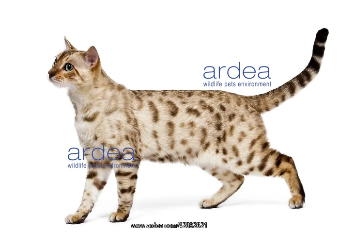  : Cat - 1 year old Bengal Seal Mink Snow