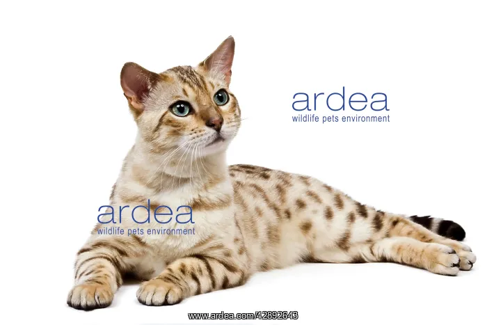  : Cat - 1 year old Bengal Seal Mink Snow