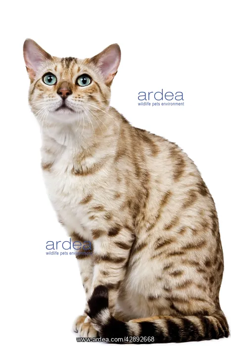  : Cat - 1 year old Bengal Seal Mink Snow