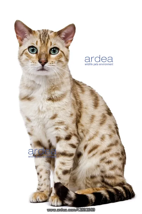  : Cat - 1 year old Bengal Seal Mink Snow