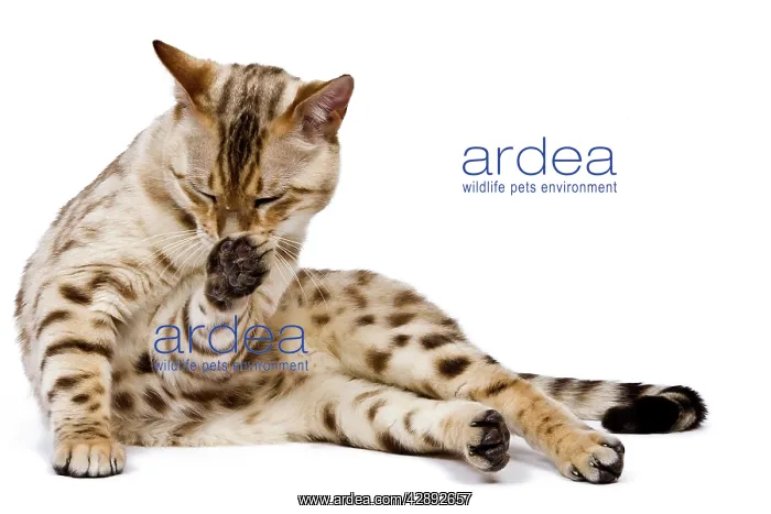 : Cat - 1 year old Bengal Seal Mink Snow - licking paw : Cat - 1 year old Bengal Seal Mink Snow - licking paw