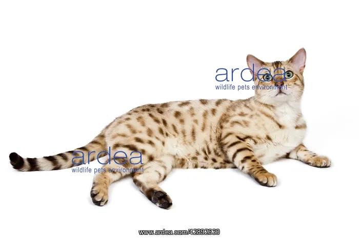 : Cat - 1 year old Bengal Seal Mink Snow - standing : Cat - 1 year old Bengal Seal Mink Snow - standing