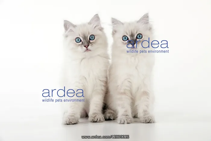  : CAT - 10 week old ragdoll kittens