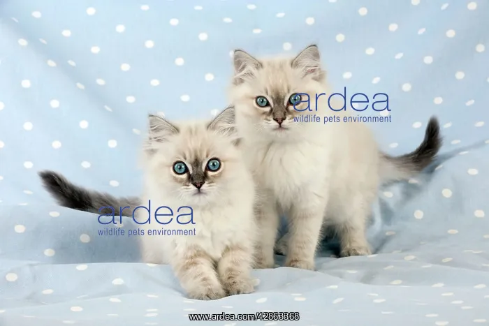  : CAT - 10 week old ragdoll kittens