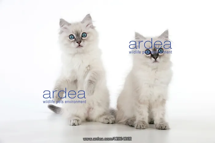  : CAT - 10 week old ragdoll kittens