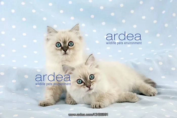  : CAT - 10 week old ragdoll kittens