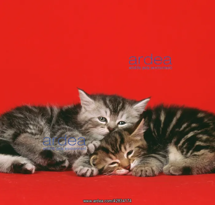 : Cat - 2 kittens : Cat - 2 kittens
