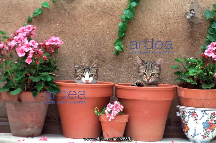  : CAT - 2 Kittens in flowerpots, by geraniums