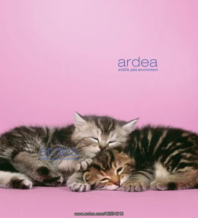 : Cat - 2 kittens lying down together : Cat - 2 kittens lying down together