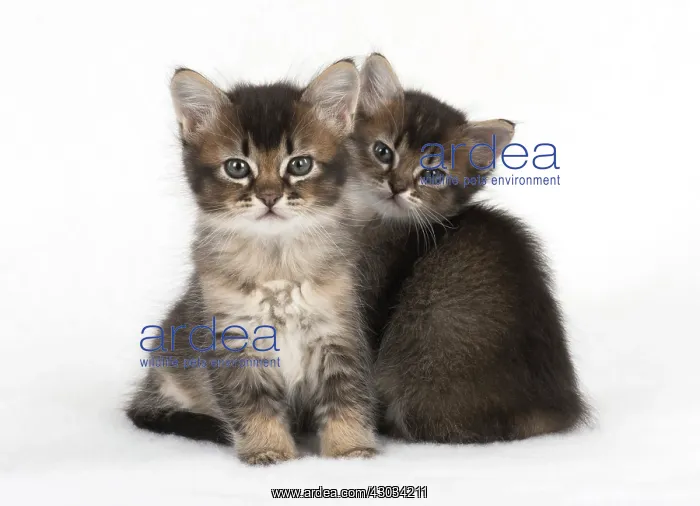: Cat 2 Tabby kittens about 7 weeks old : Cat 2 Tabby kittens about 7 weeks old