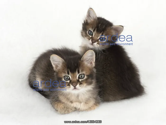 : Cat 2 Tabby kittens about 7 weeks old : Cat 2 Tabby kittens about 7 weeks old