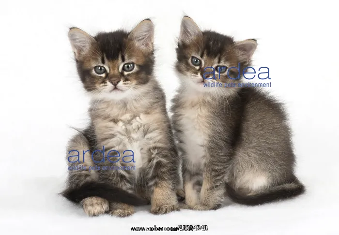 : Cat 2 Tabby kittens about 7 weeks old : Cat 2 Tabby kittens about 7 weeks old