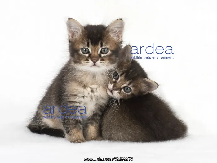  : Cat 2 Tabby kittens about 7 weeks old