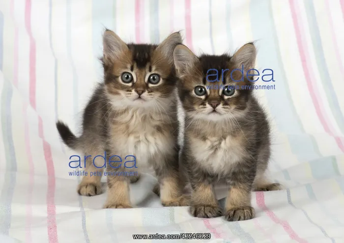 : Cat 2 Tabby kittens about 7 weeks old : Cat 2 Tabby kittens about 7 weeks old