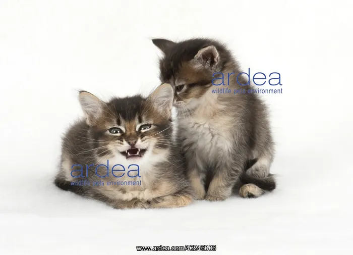 : Cat 2 Tabby kittens about 7 weeks old : Cat 2 Tabby kittens about 7 weeks old