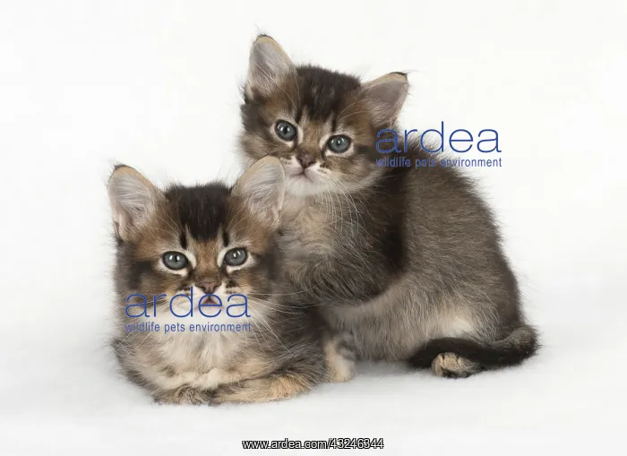 : Cat 2 Tabby kittens about 7 weeks old : Cat 2 Tabby kittens about 7 weeks old