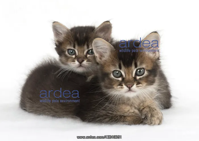  : Cat 2 Tabby kittens about 7 weeks old